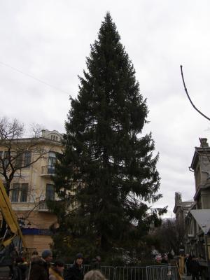 Прикрепленное изображение: ель 22м PC249137.JPG